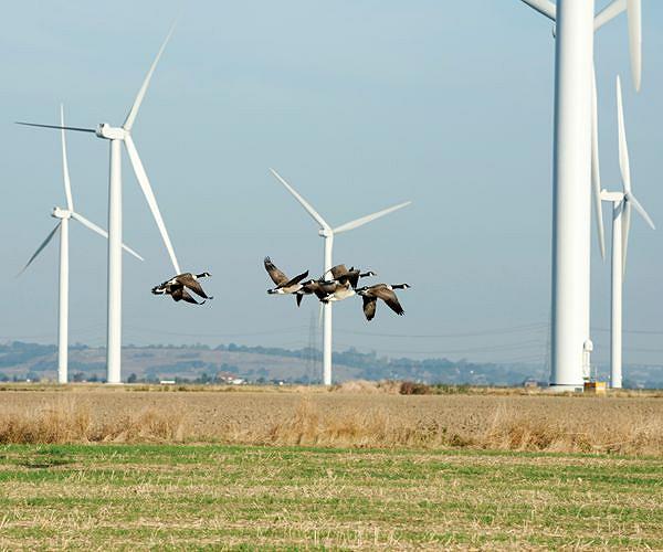 Wind farms drive away certain seabirds: study