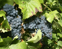 Napa Winery Installs 170 kW Solar Energy Power Station