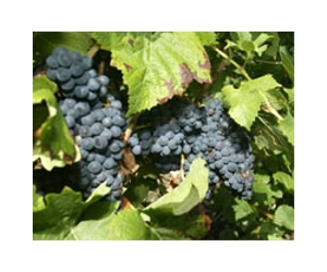 Champagne drought threatens