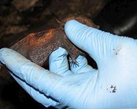 How does white-nose syndrome kill bats?