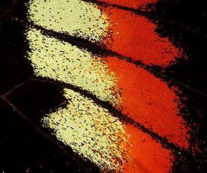 Heliconius butterfly genome explains wing pattern diversity