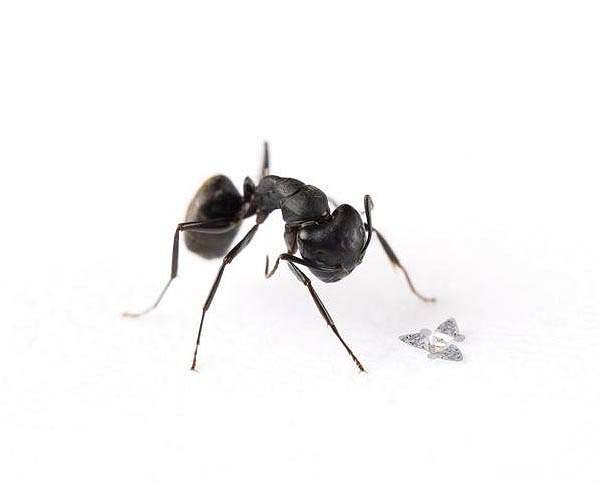 Winged microchip is the world's smallest human-made flying structure