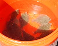 Winter Flounder On The Fast Track To Recovery