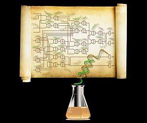 World's largest biochemical circuit built out of synthetic DNA molecules