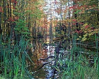 Potential To Amass More Carbon In Eastern North American Forests