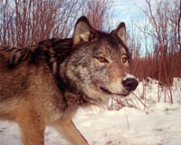 China's herders plea for help as wolf packs rampage
