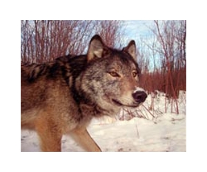 Hunters kill 20 wolves in first Swedish hunt in 45 years