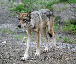 Female Isle Royale wolves numbers higher