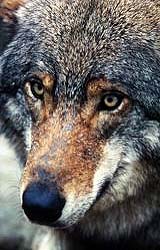 China May Use Wolves To Rein In No Longer So Endangered Blue Sheep