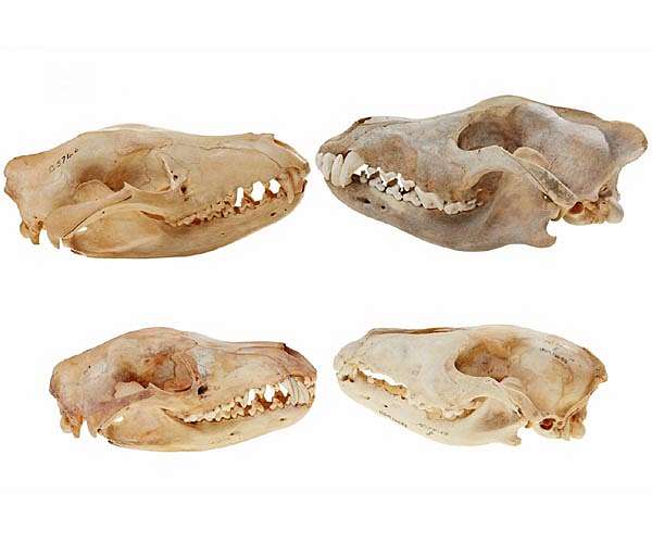 Scientists announce plans to resurrect extinct Tasmanian tiger