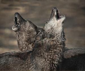 Loss of large carnivores poses global conservation problem