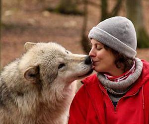 Domestication of dogs may have come from pre-existing capacity of wolves to learn