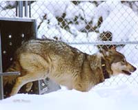 Wolves Are Rebalancing Yellowstone Ecosystem