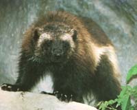 First Wolverine Radio Collared In Pacific Northwest