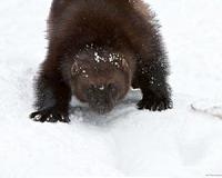 Blight or blessing? How the wolverine embodies Arctic diversity