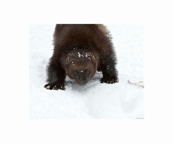 US says climate change doesn't threaten snow-dwelling wolverines