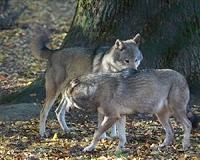 Study finds wolves understand cause and effect better than dogs