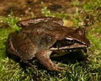 Frogs exposed to road salt appear to benefit then suffer