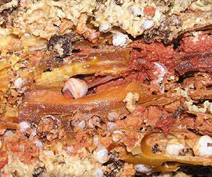 Wood on the seafloor - an oasis for deep-sea life