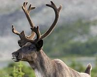 Disrupting wolf movements could protect vulnerable Canadian caribou