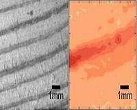 Scientists reveal 'woodquakes'