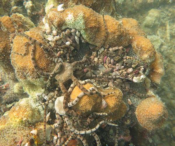 What happens to marine life when oxygen is scarce