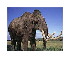 Mammoth extinction not due to inbreeding