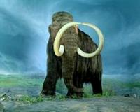 DNA reveals new clues: Why did mammoths die out?