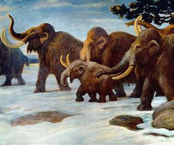 Woolly mammoth movements tied to earliest Alaska hunting camps