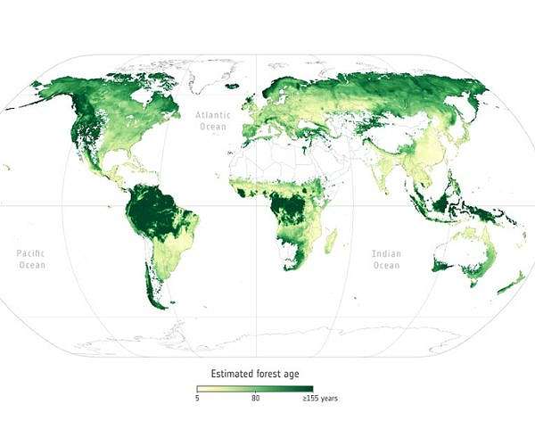 Younger trees champion carbon capture