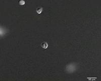Worms in space: Exploring health effects of microgravity