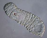 Half-a-billion-year-old weird wonder worm finally gets its place in the tree of life