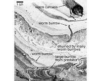 500-million-year old worm 'superhighway' discovered in Canada