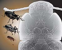 X-Ray Images Help Explain Limits To Insect Body Size