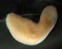 New Phylum Sheds Light On Ancestor Of Animals, Humans