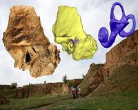 Neandertal trait raises new questions about human evolution