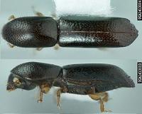 Can humans learn from the farming prowess of ambrosia beetles?
