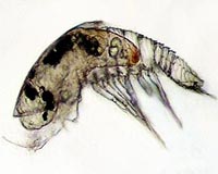 Clue To Mystery Crustacean In Parasite Form