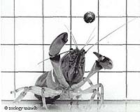 Yabby Robots on Mars