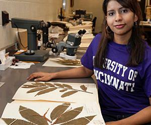Tests New Tool to Guide Reintroduction of the American Chestnut
