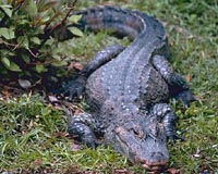 China's wild alligators to double in 10 years: report
