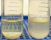 New yeast strain to enhance biofuel and biochemical production