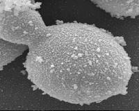 How Did Life Become Complex, And Could It Happen Beyond Earth?