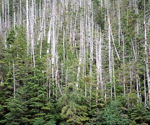Yellow-cedar are dying in Alaska
