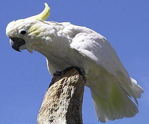 50,000 wild birds smuggled through Solomons: group