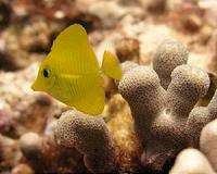 Killing Nemo: Cyanide threat to tropical fish