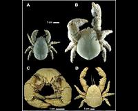First species of yeti crab found in Antarctica