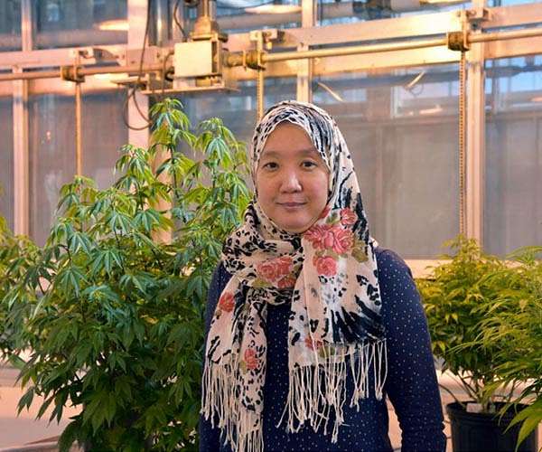 Using firefly genes to understand cannabis biology