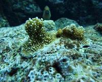 Genetics reveal that reef corals and their algae live together but evolve independently