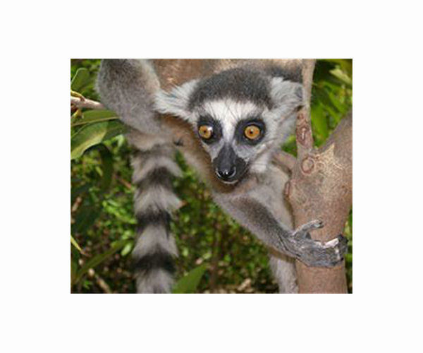 Hibernating lemurs may be the key to cryogenic sleep for human space travel